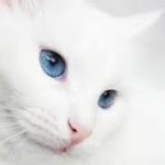 alt="gatto bianco con occhi azzurri"