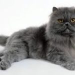 gatto grigio persiano