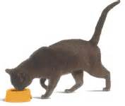 alt="gatto nero che mangia"