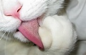 alt="lingua del gatto"