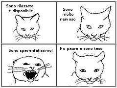 alt="le posizioni che possono assumere le orecchie del gatto"