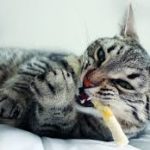 pica ovverol’ingestione di materiali non commestibili da parte di un gatto 
