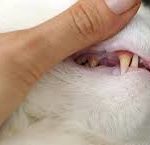 i denti del gatto vanno puliti dal tartaro