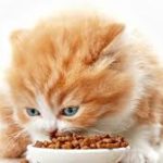 alimentazione dei gattini