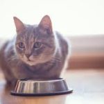 quale cibo per i gatti umido o secco?