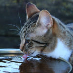 il gatto ha bisogno di bere tanta acqua