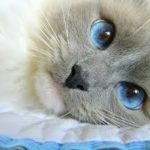gli occhi del gatto