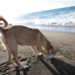 cani in spiaggia cosa dice la legge