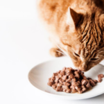 alimentazione del gatto