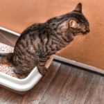 gatto con difficoltà a urinare