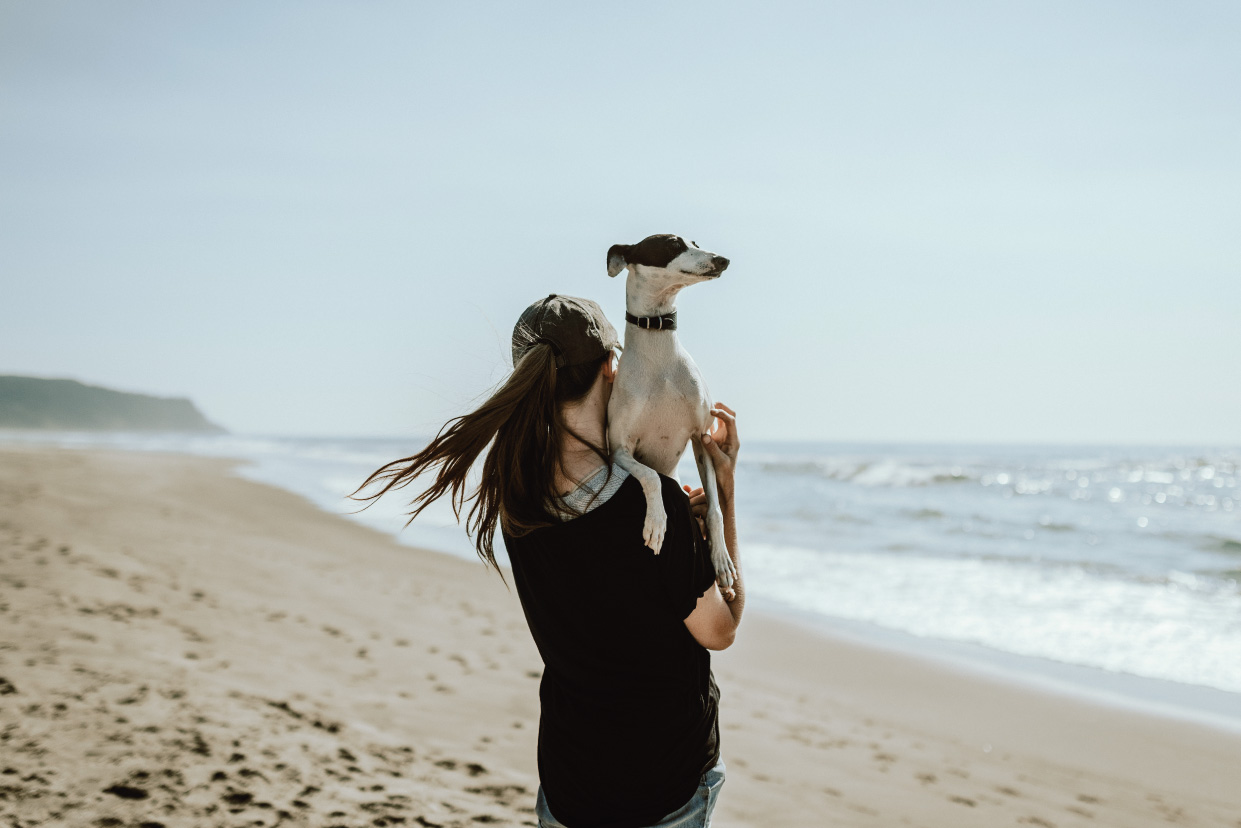 spiagge cani