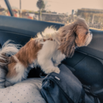 cuccioli in auto