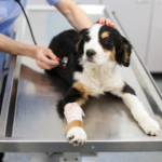 sterilizzazione del cane