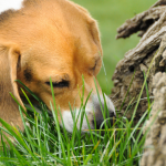 cosa fare quando il cane mangia erba