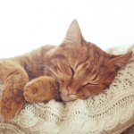 quante ore dorme un gatto?