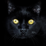 il gatto nero porta fortuna o sfortuna