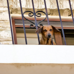 tenere un cane in balcone è reato