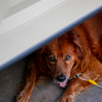Tenere il cane chiuso in garage è reato?