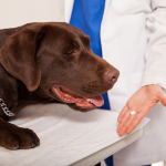 antibiotici per cane