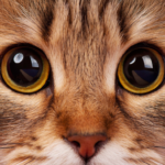 gli occhi del gatto