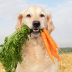 un cane può diventare vegetariano