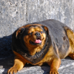 cane grasso