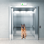 il cane può andare in ascensore