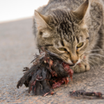 gatto che mangia uccello