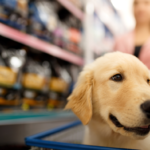 I cani possono entrare nel supermercato