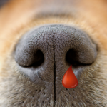 il naso del cane perde sangue