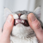 a che età i gattini cambiano i denti da latte