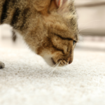 come allontanare un gatto dal tappeto