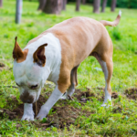 cane che scava per nascondere osso